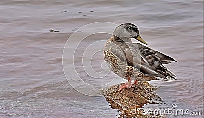 Mallard Hen, Lake Hefner, Oklahoma City, Oklahoma Stock Photo