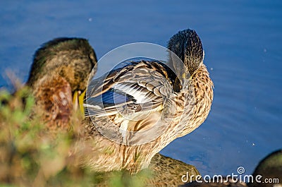 Mallard Hen Molt Preening Stock Photo