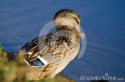 Mallard Hen Preening Stock Photo