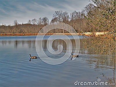 Mallard Lake at Tanglewood Park Stock Photo