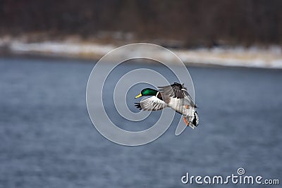 Mallard Landing on Water Stock Photo