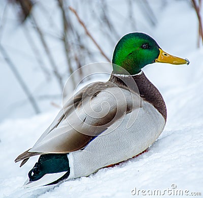 Mallard Male Duck Enjoying Spring Time Stock Photo