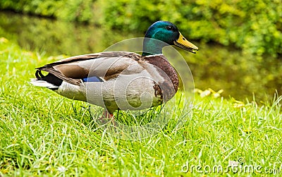 Mallard male duck Stock Photo