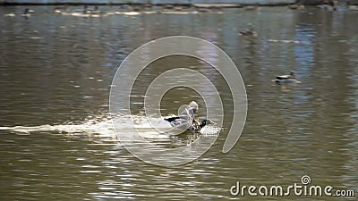 Mallard masculin Duck Flying Mallard masculin Duck Flying