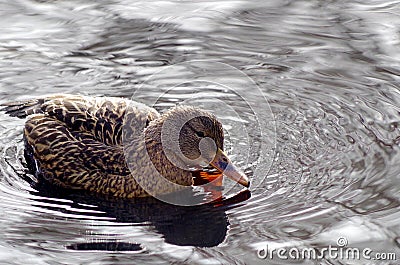 Mallard scratching her face with foot while in the water Stock Photo