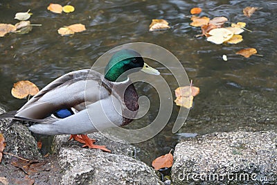 Mallard swimming through the cold waters of the river Lea Stock Photo