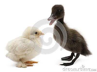 Mallard or wild duck, Anas platyrhynchos Stock Photo