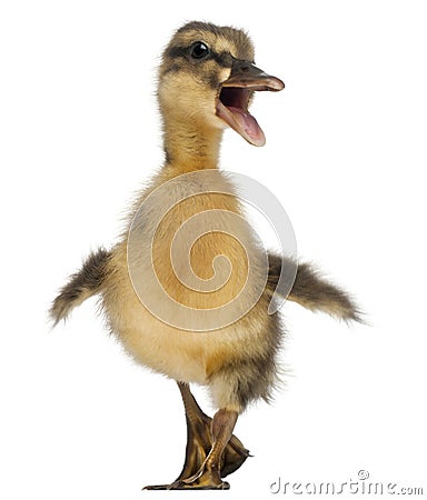 Mallard or wild duck, Anas platyrhynchos, 3 Stock Photo