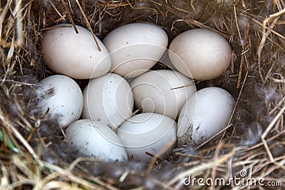 Mallards nest, Clutch of nine white eggs Stock Photo