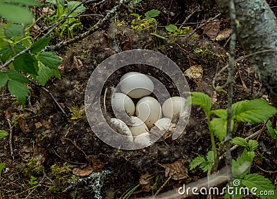 Mallards nest with eggs close-up Stock Photo