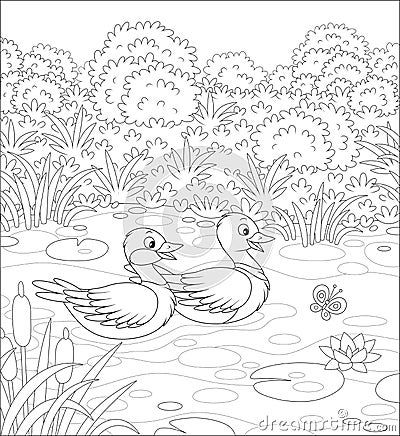 Wild ducks on a lake Vector Illustration