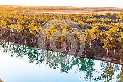 Mallee eucalyptuses reflecting in calm water. Stock Photo