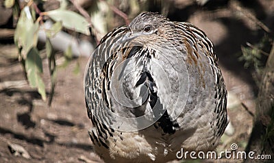 A mallee fowl Stock Photo