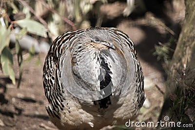 A mallee fowl Stock Photo