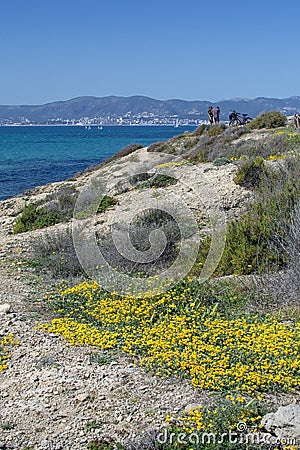 Wild yellow spring flowers blue Mediterranean sea Editorial Stock Photo