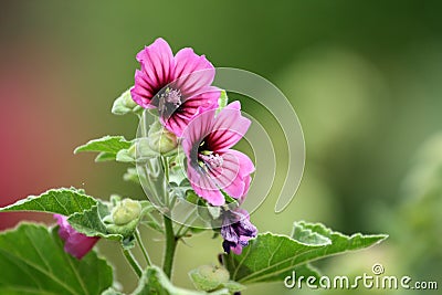 Mallow Stock Photo