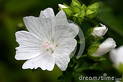 Mallow Flower Stock Photo