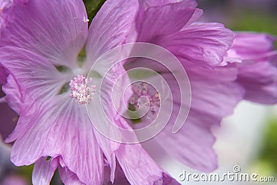 Mallow flower buds Stock Photo