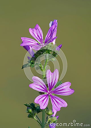 Mallow flower Malva sylvestris Stock Photo