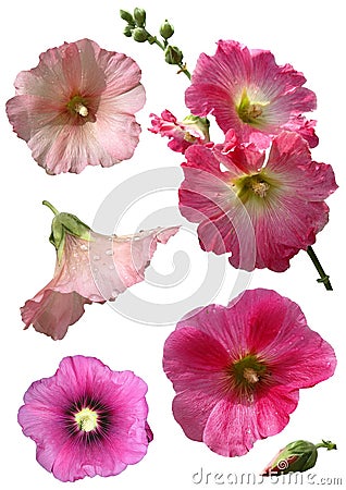 Mallow flowers isolated Stock Photo