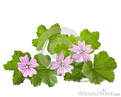 Mallow Stock Photo