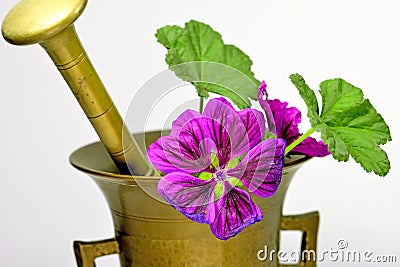 Mallow, medicinal plant with white flower in a mortar Stock Photo