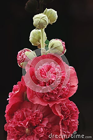 Mallow pink terry on dark background Stock Photo