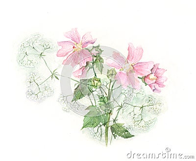 Mallow watercolor painting Stock Photo