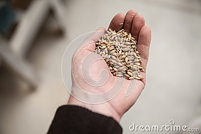Malt grains in hand Stock Photo