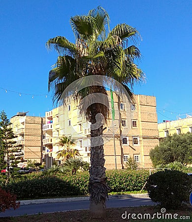 Malta, Msida, a lonely palm tree in the center of the city Stock Photo