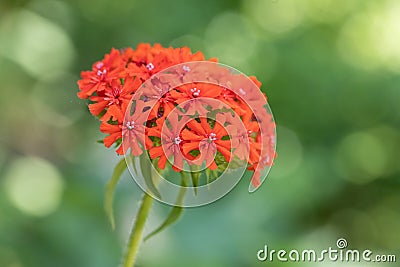 Maltese-cross flower Lychnis chalcedonica Stock Photo