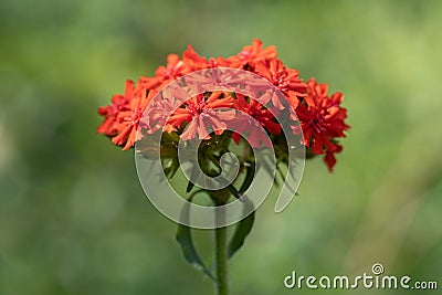 Maltese-cross flower Lychnis chalcedonica Stock Photo