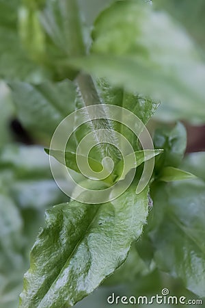 Maltese cross, Silene chalcedonica, hairy stem and leaves Stock Photo