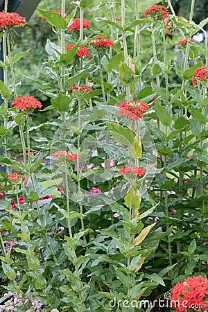 Maltese cross, Silene chalcedonica, red flowering plant Stock Photo