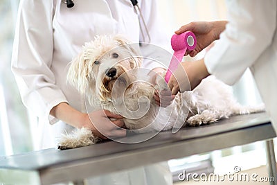 Maltese dog with broken paw in vet infirmary Stock Photo