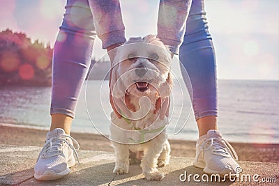 Maltese Dog . Happy dog Looking in Camera Domestic, pedigreed, At the sea , sunset. Stock Photo