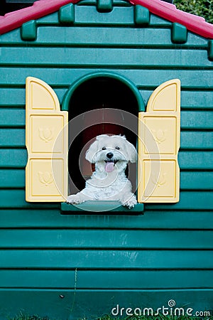Maltese dog in the hut Stock Photo
