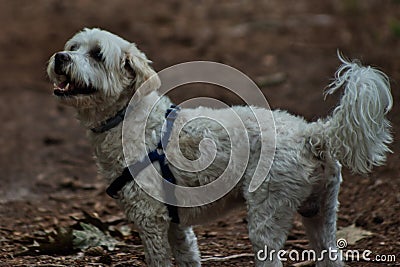Maltese dog looking very happy Stock Photo