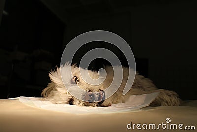 Maltese dog in narcosis Stock Photo