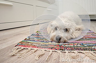 Maltese dog with plastic elizabethan buster collar Stock Photo