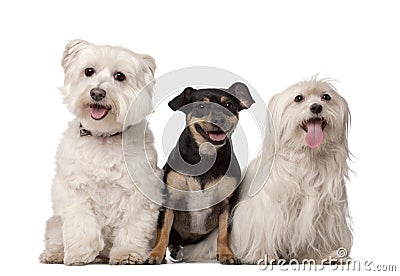 Maltese dogs, 9 years old and mixed-breed Stock Photo