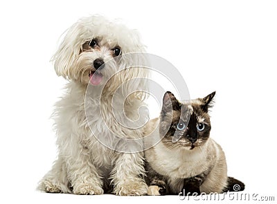 Maltese panting and Birman cat Stock Photo