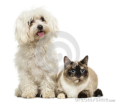 Maltese panting and Birman cat Stock Photo