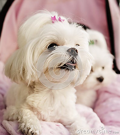 Maltese puppies pink background Stock Photo