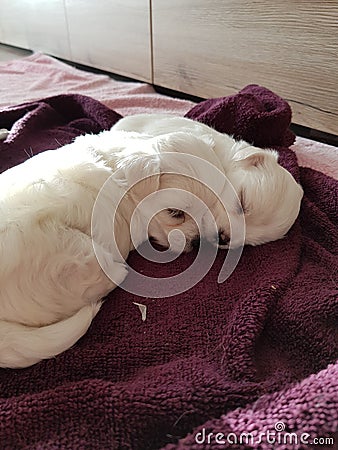 Maltese puppies Stock Photo