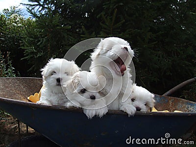 Maltese puppies in wheelbarrow Stock Photo