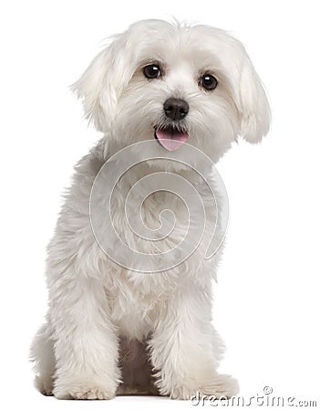 Maltese puppy, 9 months old, sitting Stock Photo