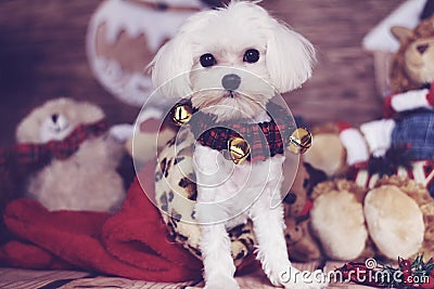 Maltese puppy in a christmas stocking Stock Photo