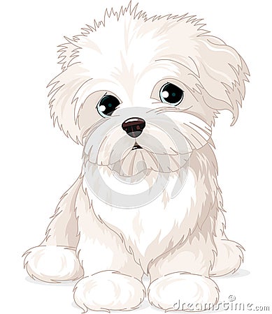 Maltese Puppy Dog Vector Illustration