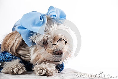 Maltese Terrier Girl Stock Photo